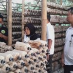 Berkah Bagi Petani, Seminggu Jelang Imlek, Permintaan Jamur Meningkat
