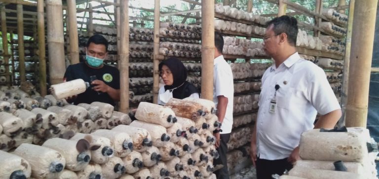 Berkah Bagi Petani, Seminggu Jelang Imlek, Permintaan Jamur Meningkat
