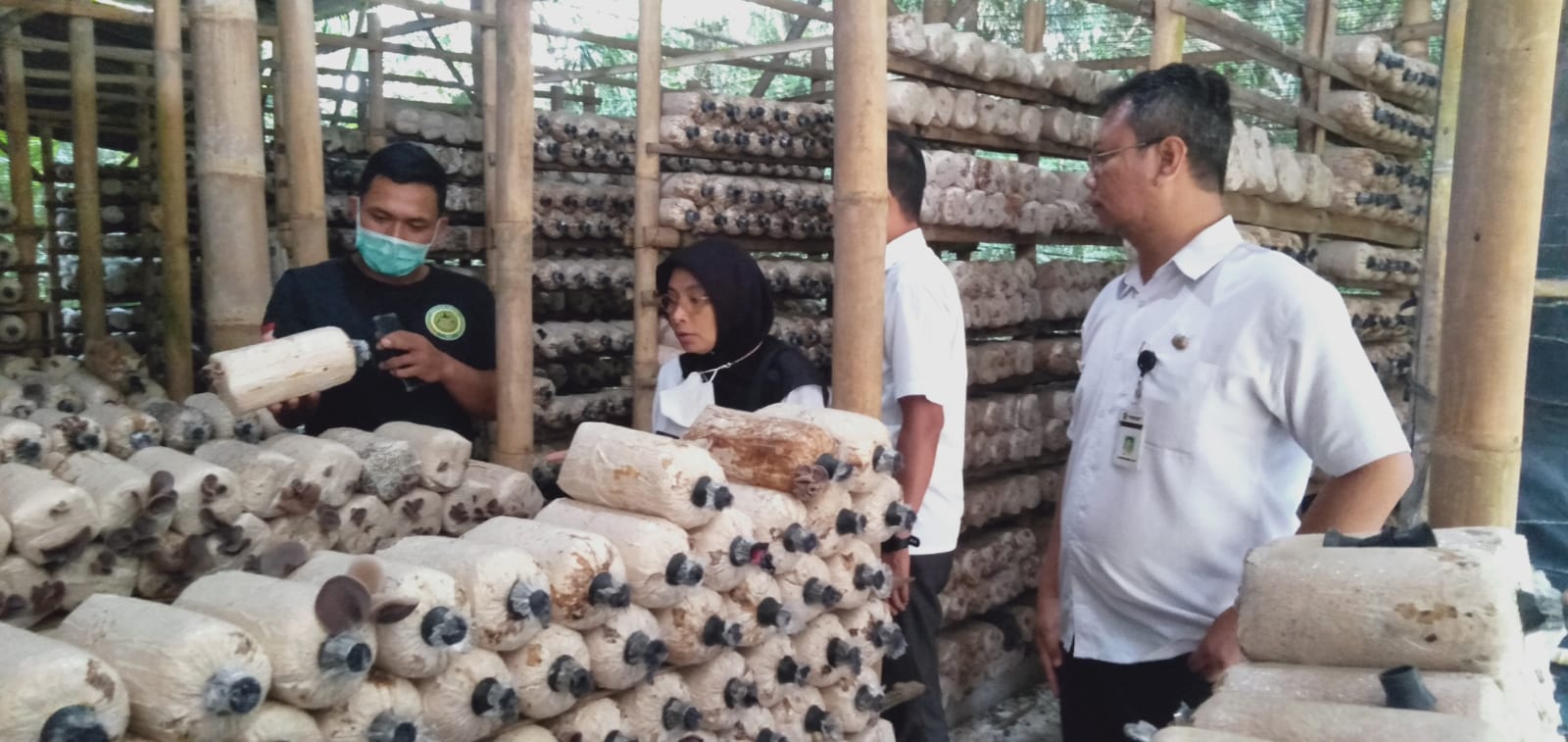 Berkah Bagi Petani, Seminggu Jelang Imlek, Permintaan Jamur Meningkat
