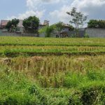 DPUPR Batang Buka Kesempatan Penetapan Lahan Sawah yang Dilindungi