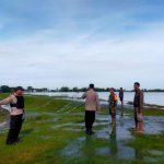 Puluhan Hektare Sawah di Kecamatan Godong Tergenang Limpasan Sungai Lusi