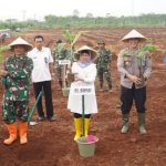 Laksanakan Program Ketahanan Pangan, Pemkab Tanam Pisang Lokal