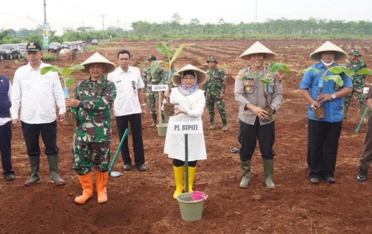 Laksanakan Program Ketahanan Pangan, Pemkab Tanam Pisang Lokal