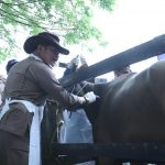 Mentan SYL Kick Off Penanggulangan PMK 2023 Serentak di 29 Provinsi