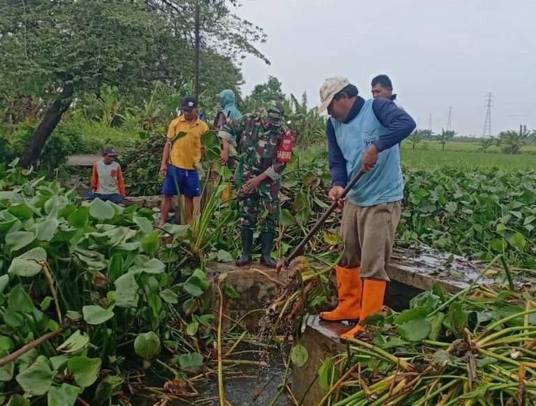 Hindari Banjir, Warga Bersihkan Eceng Gondok di Permukaan Sungai Tuntang