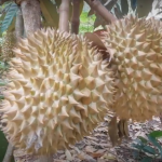 Potensi Wisata, Pakis Punya Pohon Durian Berusia Ratusan Tahun