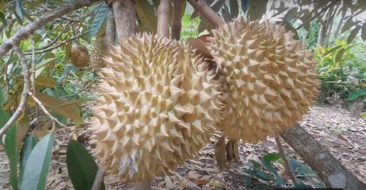 Potensi Wisata, Pakis Punya Pohon Durian Berusia Ratusan Tahun