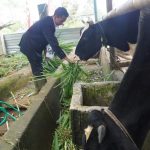 Batang Kali Pertama Punya SMK dengan Jurusan Agribisnis Ruminansia