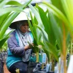 Tanam Kelapa Genjah, Kementan Berupaya Kembalikan Citra Nyiur Melambai