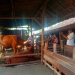Dinas Peternakan Bersama Tim Gabungan Cek Kandang Sapi di Desa Cabean Cepu