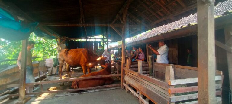 Dinas Peternakan Bersama Tim Gabungan Cek Kandang Sapi di Desa Cabean Cepu