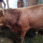 590 Ekor Sapi Terjangkit LSD, Pemkab Janjikan Pengobatan Hingga Tuntas