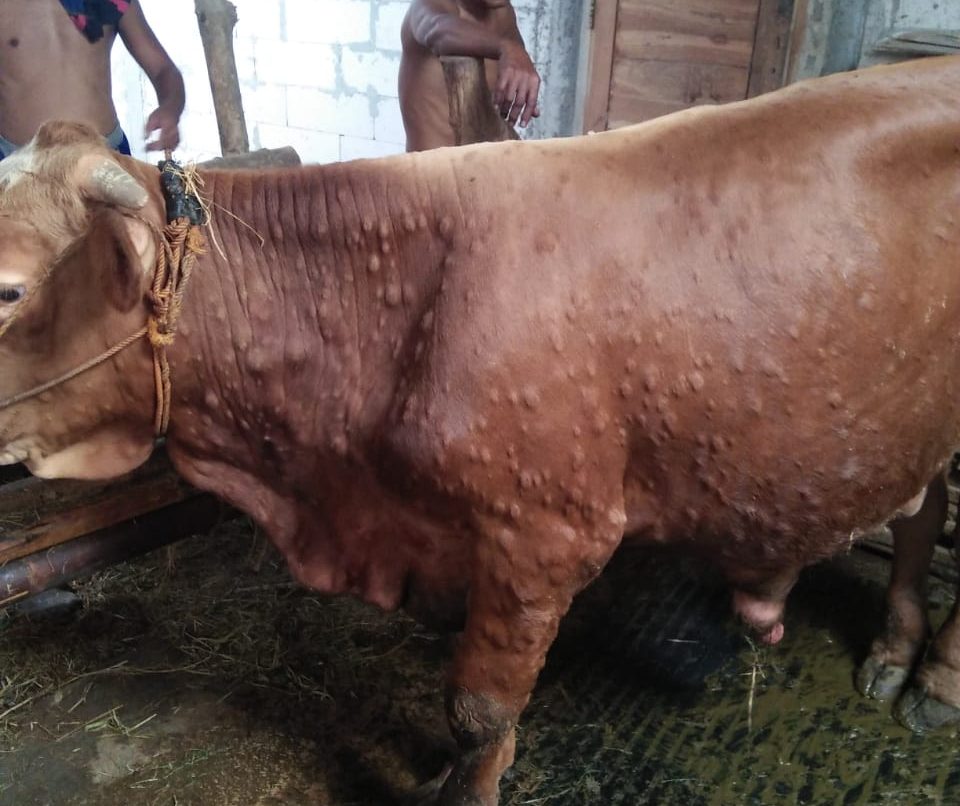 590 Ekor Sapi Terjangkit LSD, Pemkab Janjikan Pengobatan Hingga Tuntas
