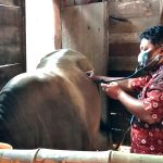 Pasar Hewan Ditutup, Penanganan Wabah PMK Disosialisasikan di Tiap Kecamatan