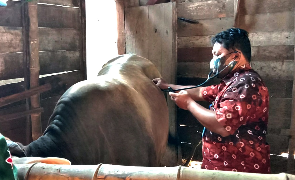 Pasar Hewan Ditutup, Penanganan Wabah PMK Disosialisasikan di Tiap Kecamatan