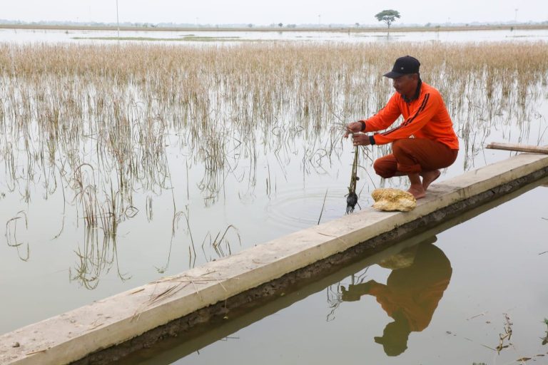 Gagal Panen, Pemprov Serahkan Asuransi Usaha Tani Padi Buat Petani