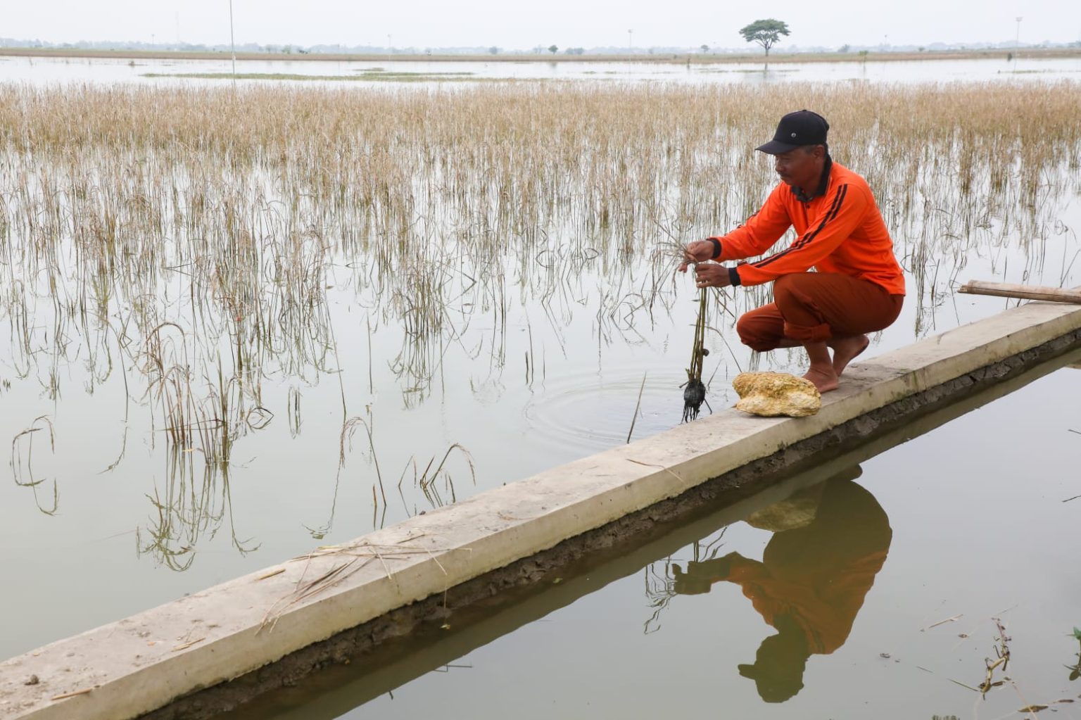 Gagal Panen, Pemprov Serahkan Asuransi Usaha Tani Padi Buat Petani