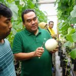 Satu Lagi, Agrowisata Hadir di Blora, Bisa Petik Buah Melon Kualitas Premium