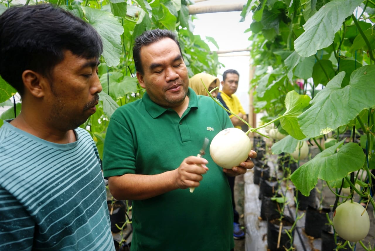 Satu Lagi, Agrowisata Hadir di Blora, Bisa Petik Buah Melon Kualitas Premium