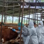 Putus PMK, 2023 Pemprov Jateng Targetkan Vaksin 2,4 Juta Ternak