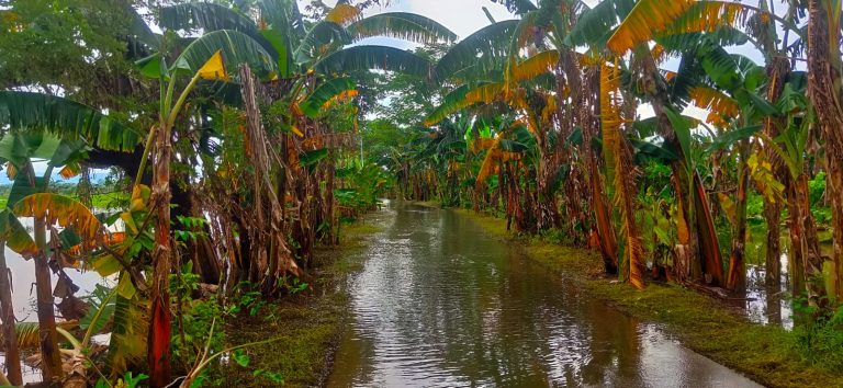 Banjir di Desa Wotan Berangsur Surut, Petani Keluhkan Gagal Panen
