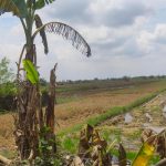 Terendam Banjir Lebih dari Dua Pekan, Ribuan Hektare Lahan Padi Puso