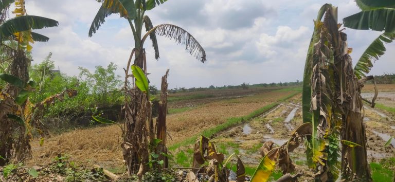 Terendam Banjir Lebih dari Dua Pekan, Ribuan Hektare Lahan Padi Puso