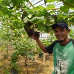 Mas Eko, Petani Milenial Sukses Budidayakan Tanaman Buah Anggur
