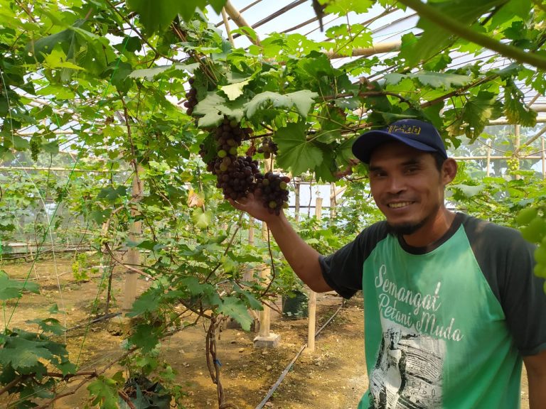 Mas Eko, Petani Milenial Sukses Budidayakan Tanaman Buah Anggur