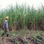 Kementan Dorong Peningkatan Produksi Tebu Demi Wujudkan Swasembada Gula