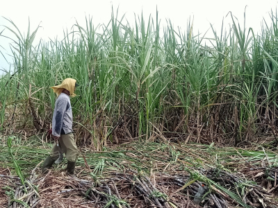 Kementan Dorong Peningkatan Produksi Tebu Demi Wujudkan Swasembada Gula