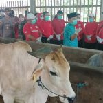 1722 Ekor Sapi Suspek LSD, Peternak Diajak Gersindang