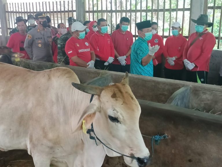 1722 Ekor Sapi Suspek LSD, Peternak Diajak Gersindang
