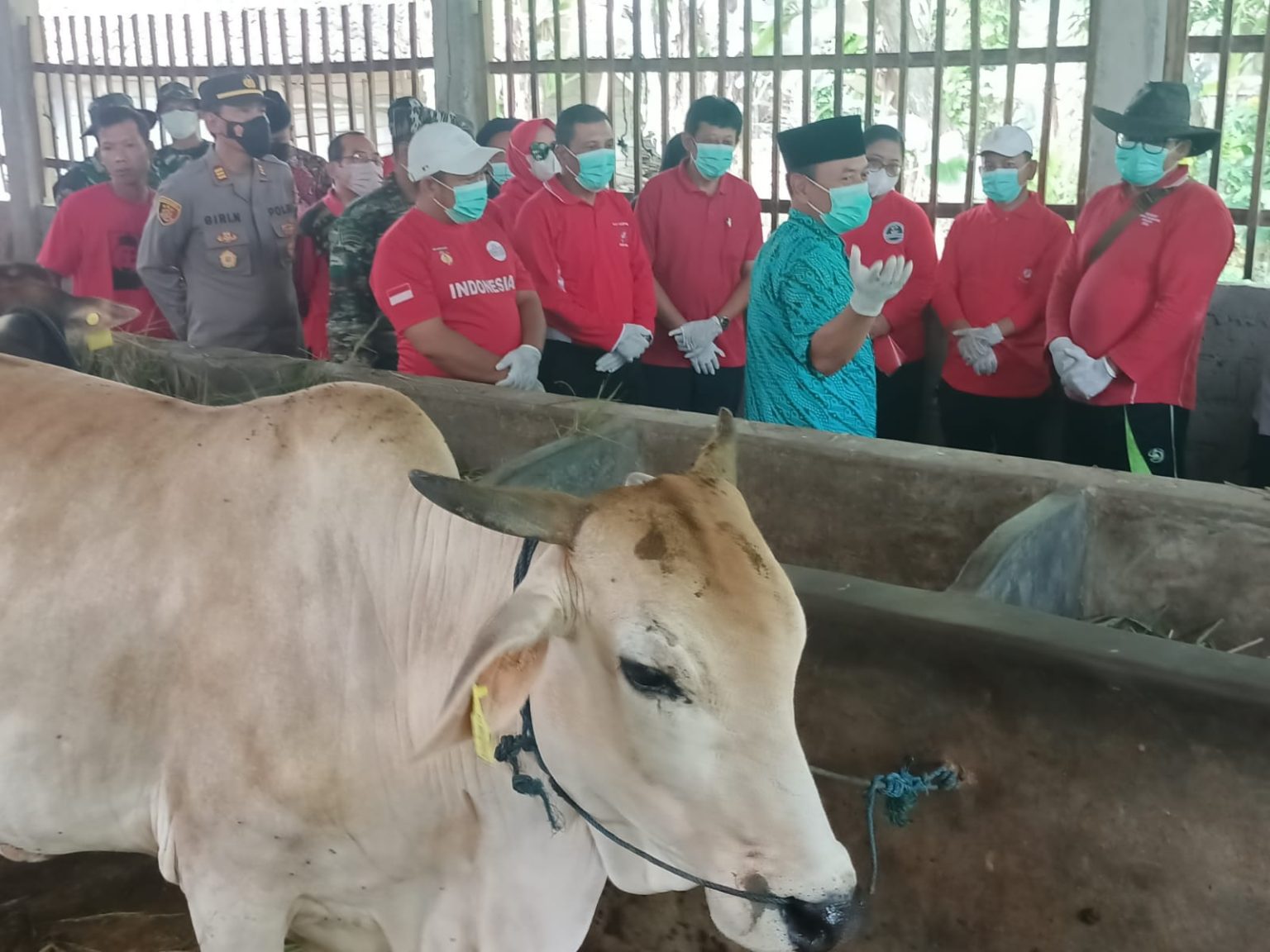 1722 Ekor Sapi Suspek LSD, Peternak Diajak Gersindang