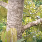 Agendakan Festival Durian Lokal, Manfaatkan Obyek Wisata