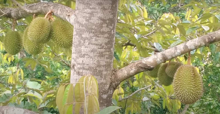 Agendakan Festival Durian Lokal, Manfaatkan Obyek Wisata