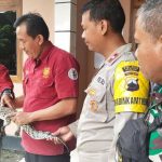 Temuan dari Sawah, Anak Buaya Diserahkan BKSDA Jateng RKW Pati