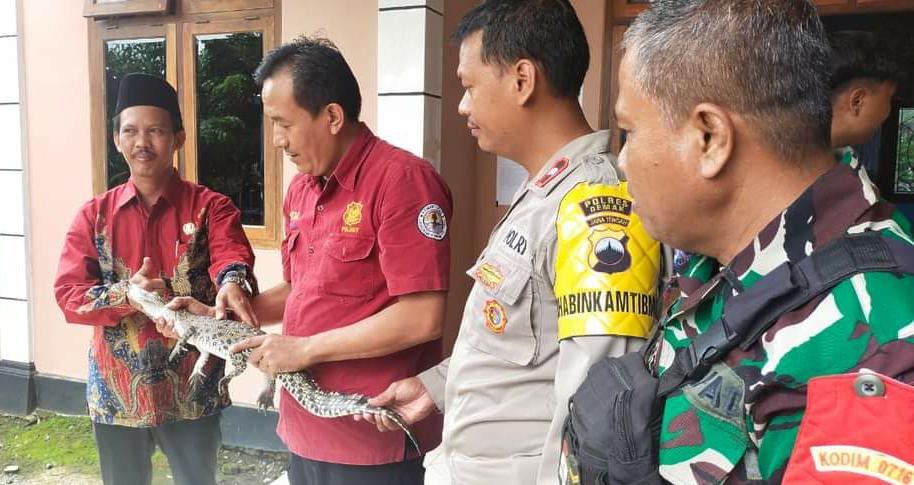 Temuan dari Sawah, Anak Buaya Diserahkan BKSDA Jateng RKW Pati