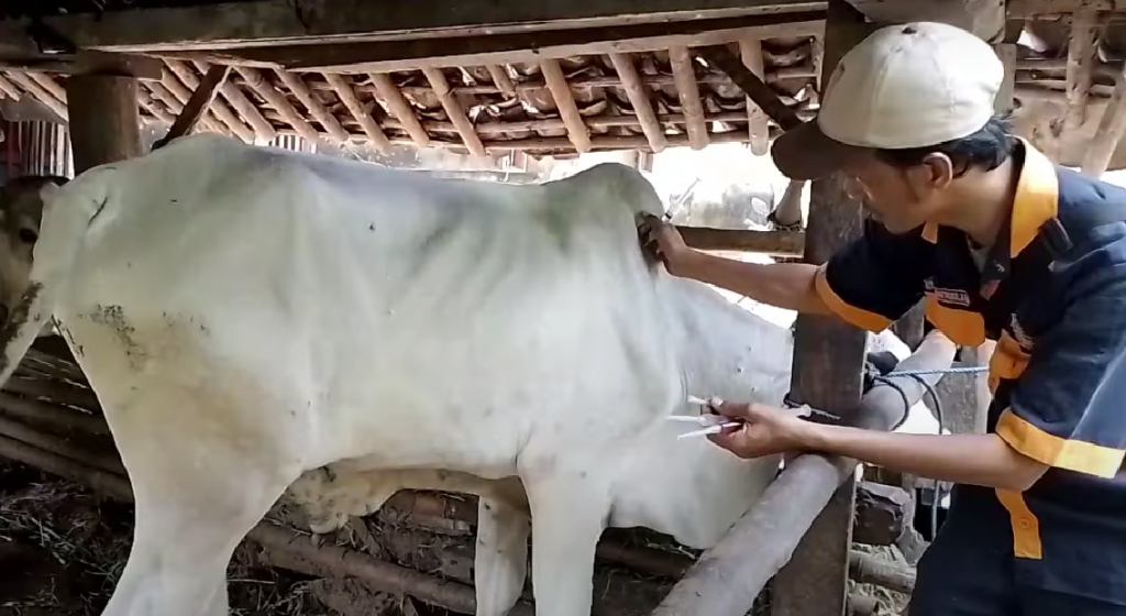 Bupati: Daging Sapi Terjangkit LSD Sebaiknya Tidak Dikonsumsi
