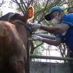 Antisipasi Meluasnya Wabah LSD, DKPPP Awasi Lalu Lintas Ternak