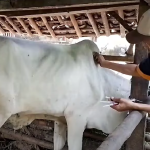 Bupati: Daging Sapi Terjangkit LSD Sebaiknya Tidak Dikonsumsi