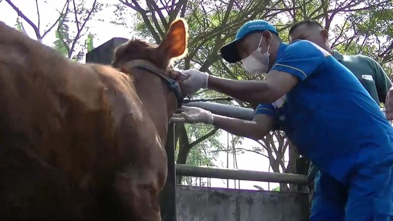 Antisipasi Meluasnya Wabah LSD, DKPPP Awasi Lalu Lintas Ternak