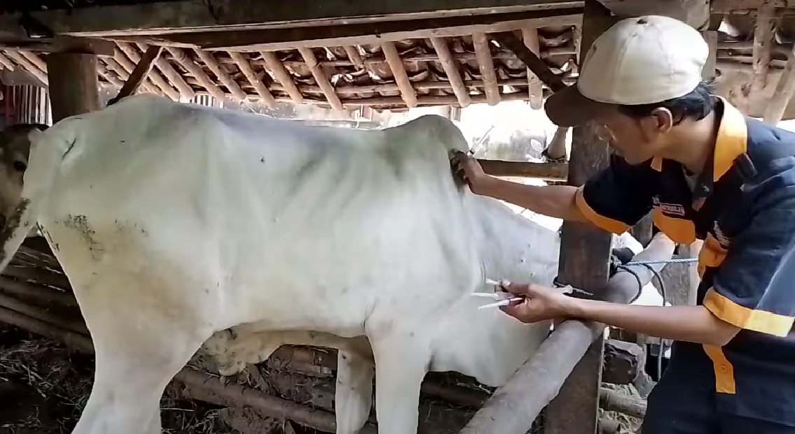 Bupati: Daging Sapi Terjangkit LSD Sebaiknya Tidak Dikonsumsi