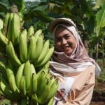 Kembangkan Pisang, Petani Milenial Raih Banyak Benefit
