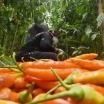 Harga Cabai Sret di Tingkat Petani Naik Hampir Dua Kali Lipat