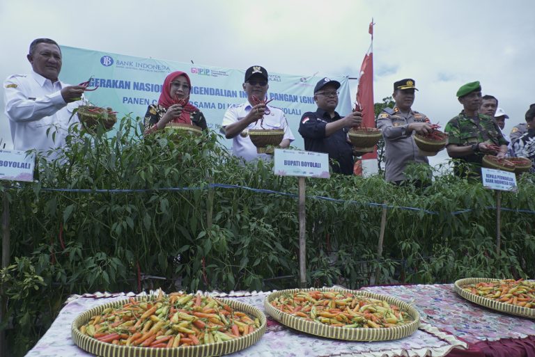 Sukseskan GNPIP, Desa Tlogolele Panen Cabai Bersama