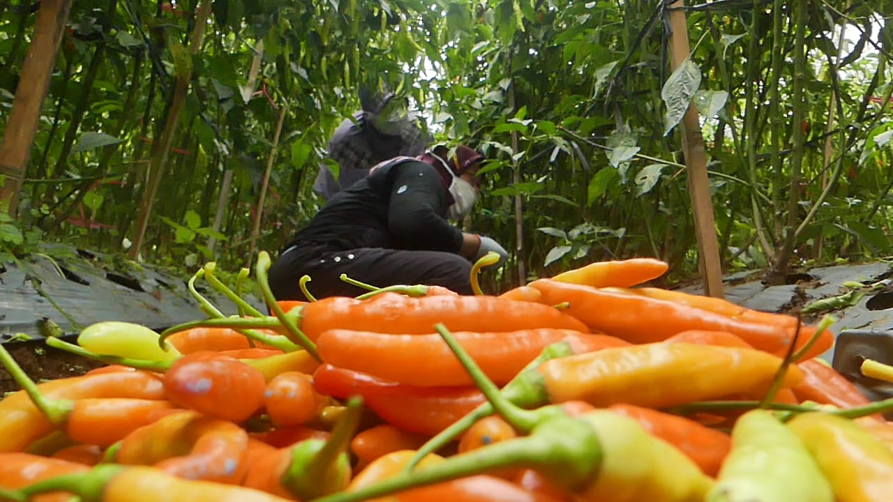 Harga Cabai Sret di Tingkat Petani Naik Hampir Dua Kali Lipat