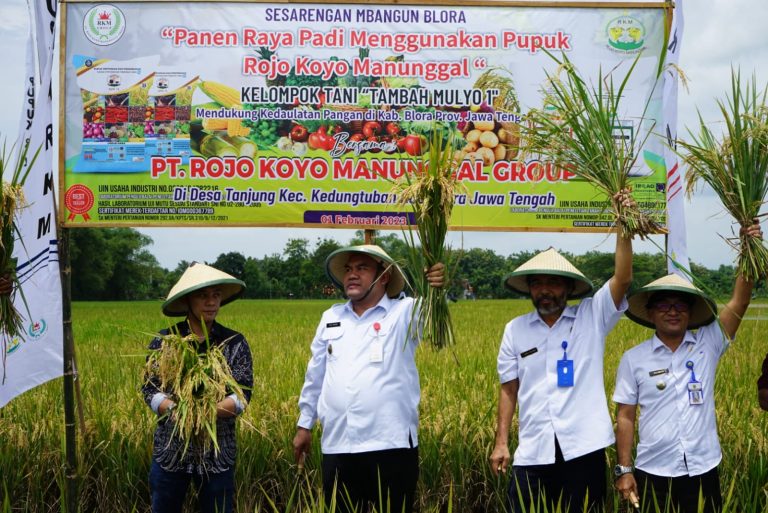 Hasil Panen Lebih Bagus, Petani Desa Tanjung Gunakan Pupuk Organik