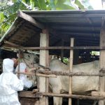 Ratusan Sapi Terjangkit LSD, Bupati Minta Penanganan Serius