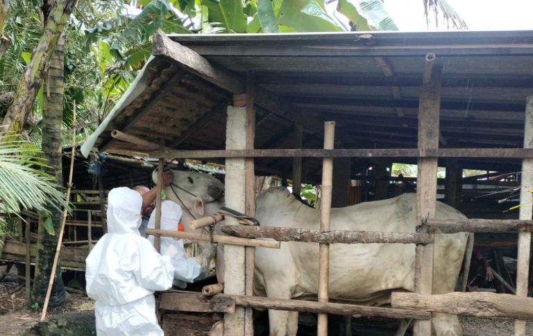 Ratusan Sapi Terjangkit LSD, Bupati Minta Penanganan Serius